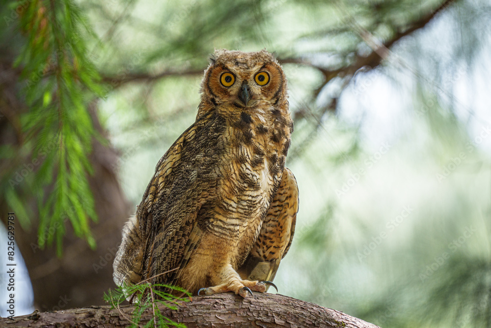 Young Great Horned Owl Young Great Horned Owl