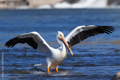An American White Pelican (Pelecanus erythrorhynchos) swimming in the water with wings spread and the characteristic horn on its beak that is grown during the mating season.