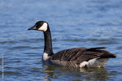 Closeup of the head of a Canadian goose (Branta canadensis) swimming in the water.
