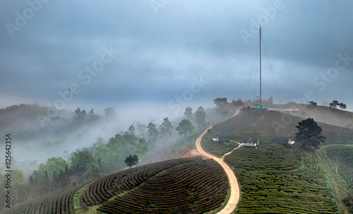 Kolia tea farm, Nguyen Binh district, Cao Bang province, Vietnam - February 25, 2024: Tea growing valley at Kolia farm, Nguyen Binh district, Cao Bang province, Vietnam. It was about to rain and thick photo