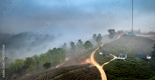 Kolia tea farm, Nguyen Binh district, Cao Bang province, Vietnam - February 25, 2024: Tea growing valley at Kolia farm, Nguyen Binh district, Cao Bang province, Vietnam. It was about to rain and thick photo