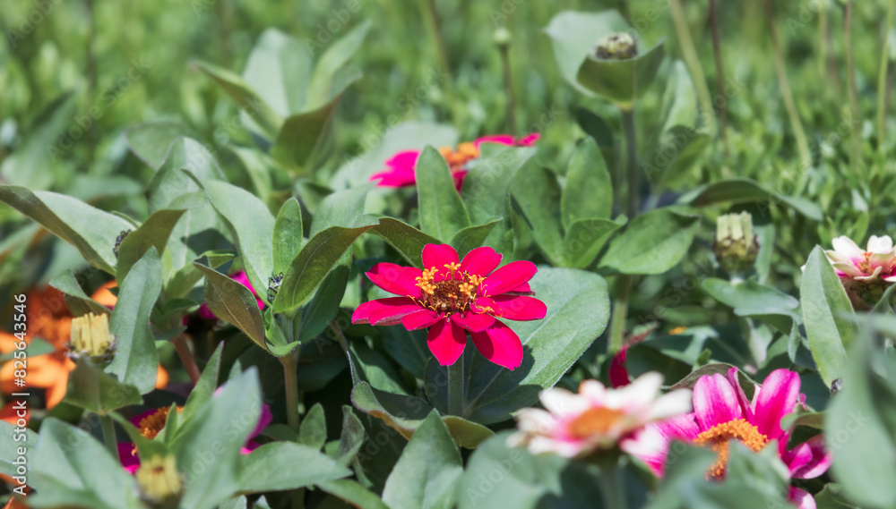Zinnia flower found in the flower bed. zinnia elegans Zinnia flower found in the flower bed. zinnia elegans