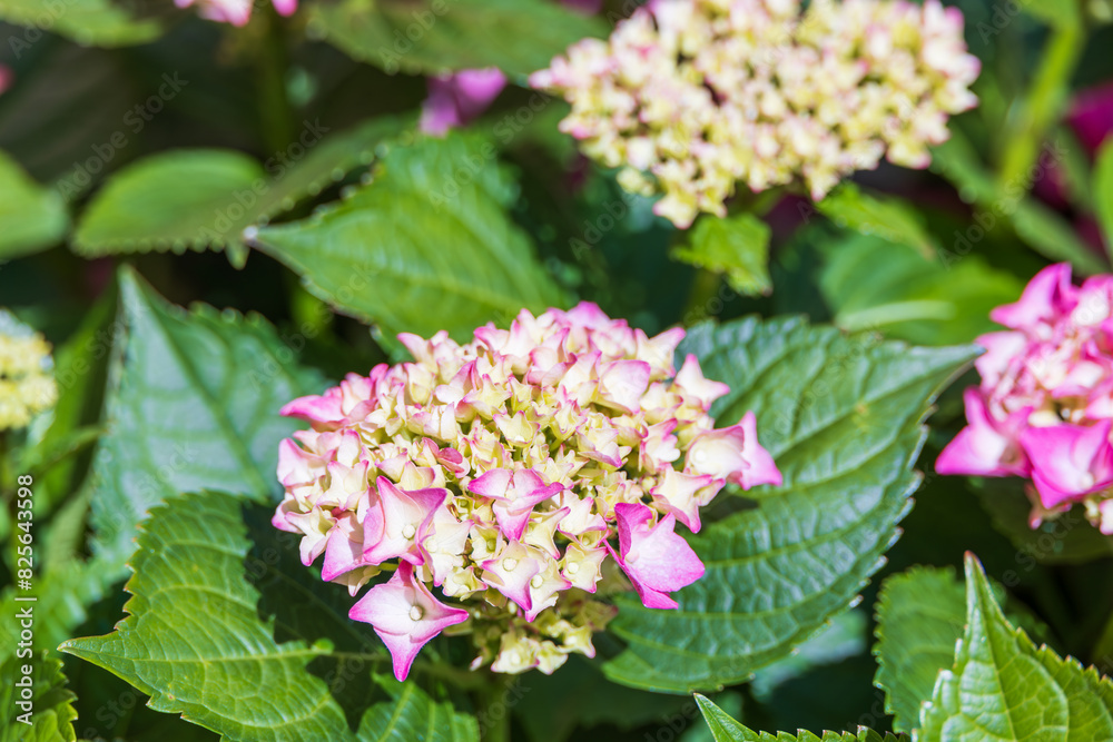 Colorful hydrangeas fill the flower bed. bigleaf hydrangea , French hydrangea , Lacecap hydrangea , mophead hydrangea, Hydrangea macrophylla Colorful hydrangeas fill the flower bed. bigleaf hydrangea , French hydrangea , Lacecap hydrangea , mophead hydrangea, Hydrangea macrophylla