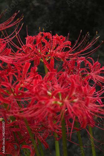 red spider lily closeup