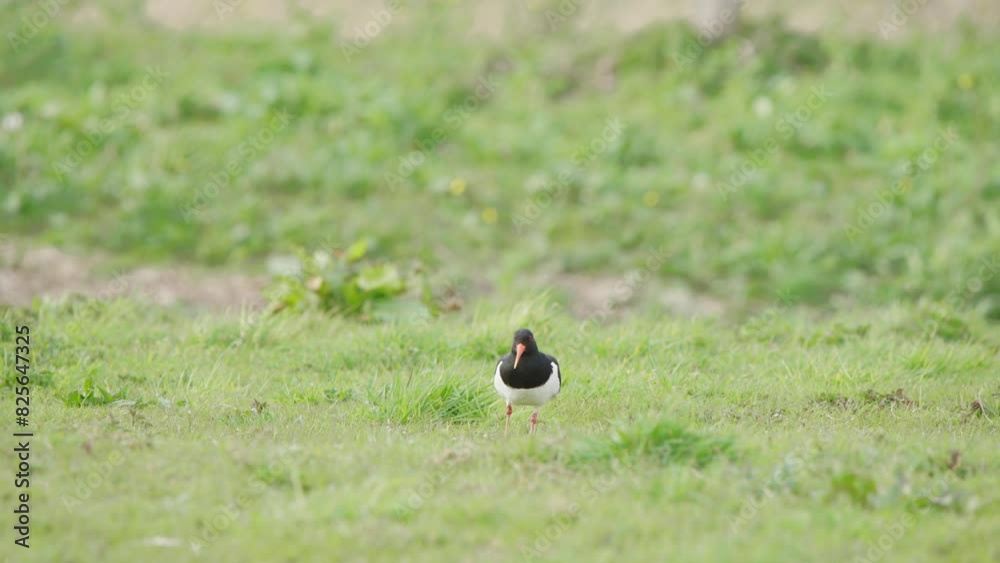 Oystercatcher bird grazing in green grassy meadow, pecking at ground. Oystercatcher bird grazing in green grassy meadow, pecking at ground.