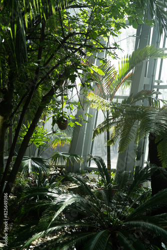 Palmiarnia photo