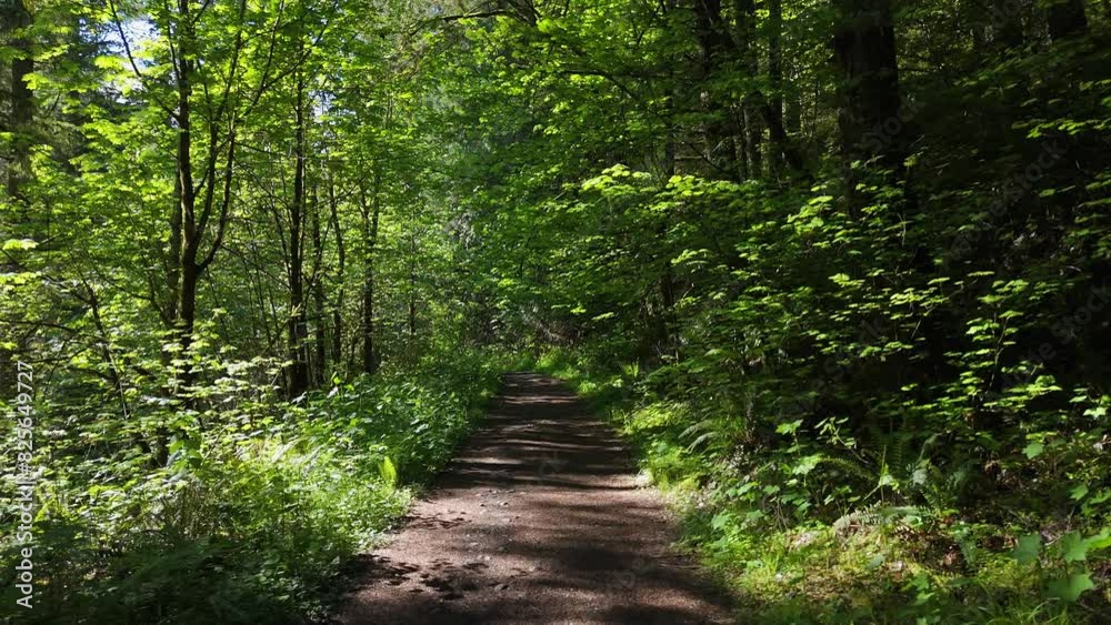 Smooth motion shot on trail covered in lush greenery in dense forest in Carbonado, Washington State. Smooth motion shot on trail covered in lush greenery in dense forest in Carbonado, Washington State.