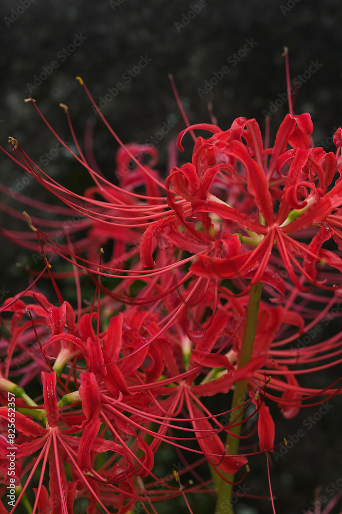 red spider lily red spider lily