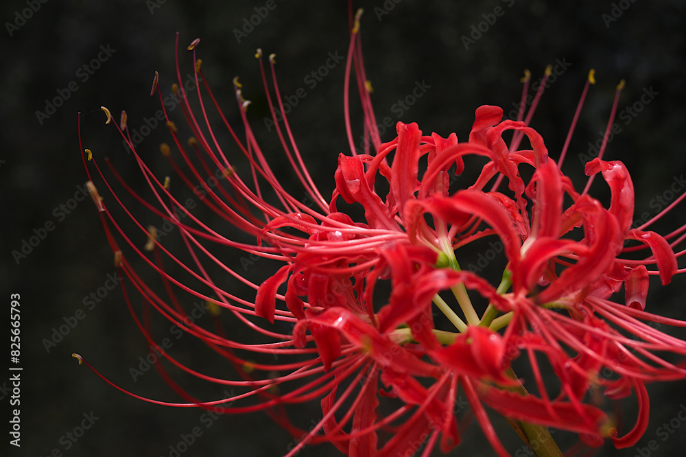 red spider lily
