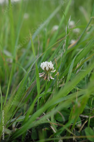 シロツメクサ White Clover