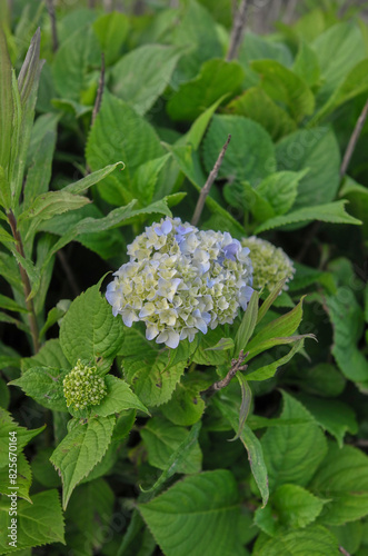 紫陽花 hydrangea