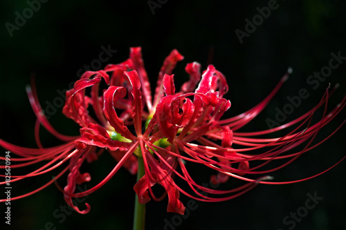 red spider lily