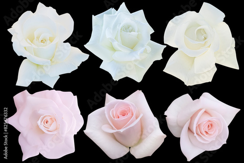 3 white and 3 soft pink heads roses blooming isolated on the black background.Photo with clipping path.