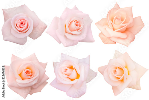 collection orange and pink heads roses blooming isolated on the white background.Photo with clipping path.