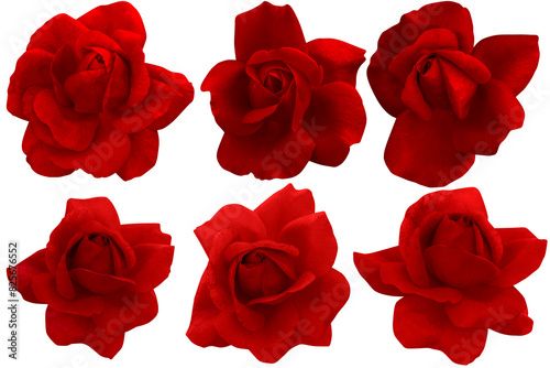 Blurred for Background.Red rose isolated on the white background. Photo with clipping path.