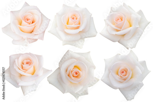 6 pink-white heads roses blooming isolated on the white background.Photo with clipping path.
