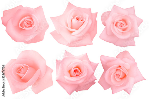 collection soft pink heads roses blooming isolated on the white background.Photo with clipping path.