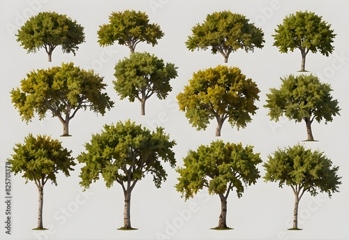 collection of Cottonwood,Plane trees beautiful isolated on white background photo