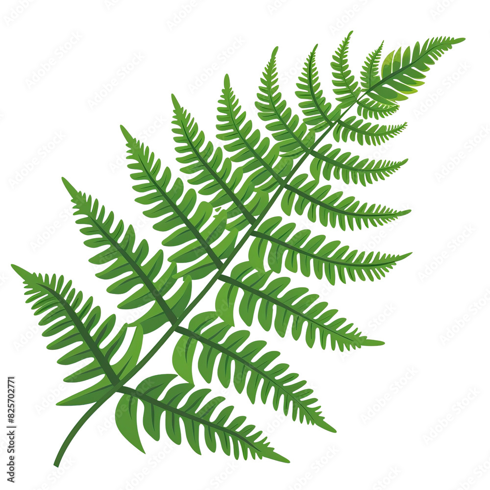 Fern Leaf Outline Clip Art on Transparent Background Fern Leaf Outline Clip Art on Transparent Background