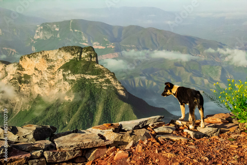 Fotografie Dog on Mountain Peak at Mirador 4 Palos, Sierra Gorda, Querétaro, Mexico
