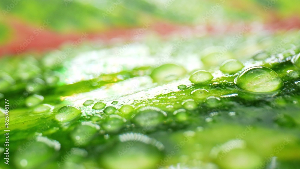 Fototapeta premium Experience the enchanting world of nature with this close-up macro, revealing the captivating allure of water droplets on dew-kissed green red leaves. Natural wonders concept. 