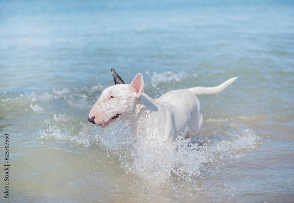 bull terrier on the beach