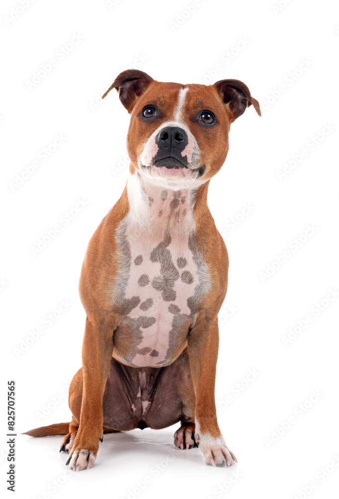 staffordshire bull terrier staffordshire bull terrier