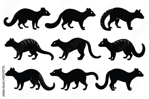 Set of Banded Palm Civet animal black silhouette vector on white background photo