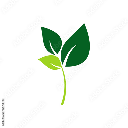 green plant isolated on white background