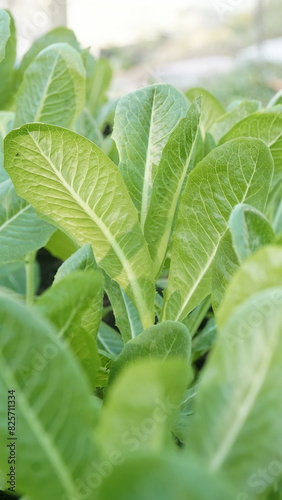 close up of a plant