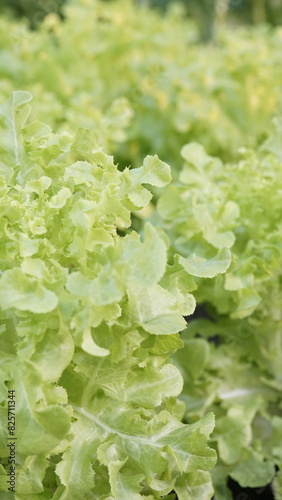fresh salad leaves