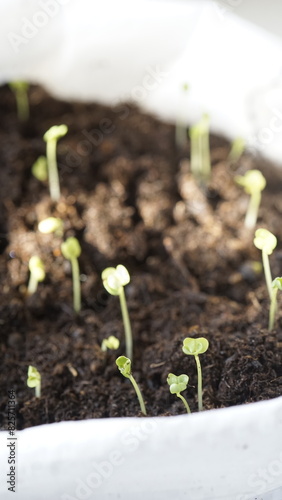 plant growing in soil