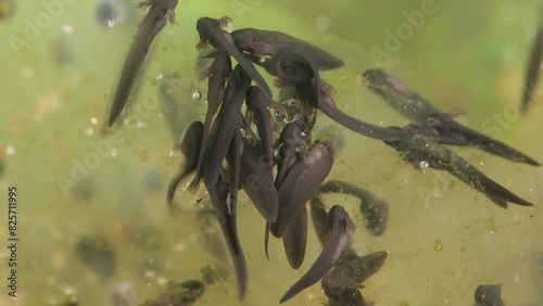 Kaulquappen, die gerade schlüpfen, mit äußeren Kiemen photo