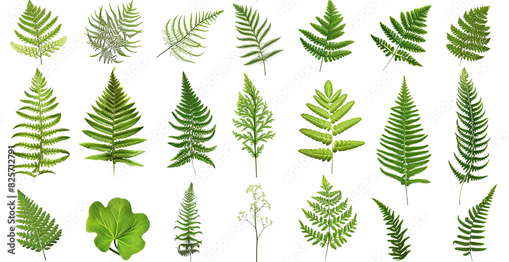Prehistoric Jungle Baby Ferns Ernst Haeckel Style Etching on Transparent Background Prehistoric Jungle Baby Ferns Ernst Haeckel Style Etching on Transparent Background
