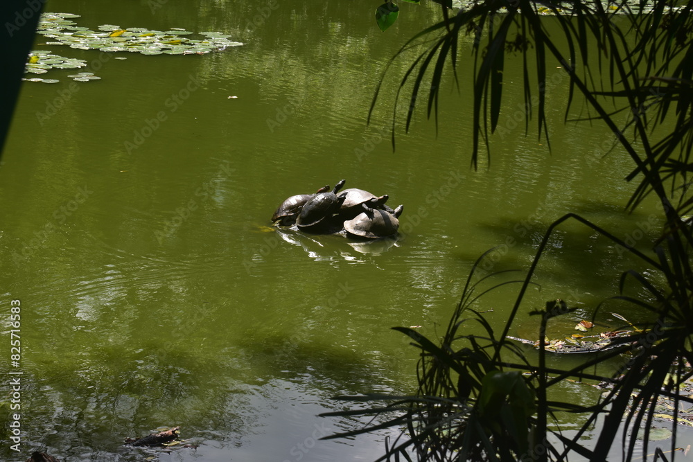 Obraz premium Tortugas 