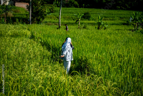 Tasikmalaya 12 April 2024: A woman wearing a headscarf is walking through the rice fields to enjoy it.
