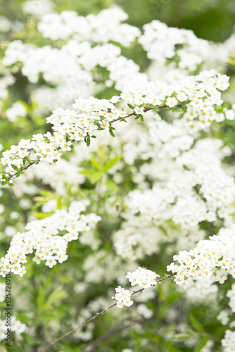 Spirea with white flowers blooming in the garden.