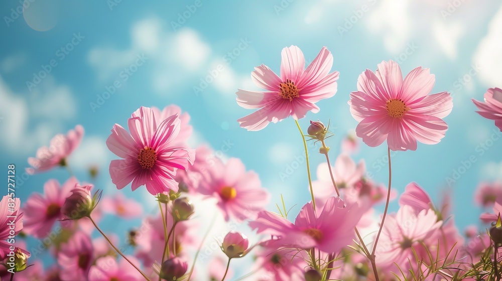 Pink cosmos flower in the grass with blue sky and rainbow,selective focus,Generative AI. Pink cosmos flower in the grass with blue sky and rainbow,selective focus,Generative AI.