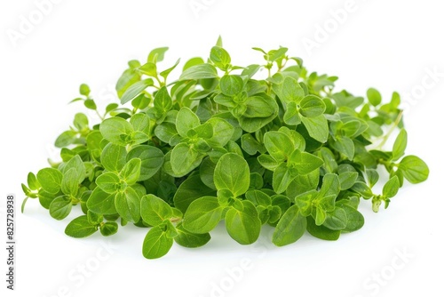 Fresh oregano with tiny green leaves isolated on white background