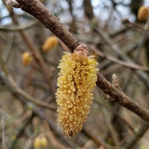 Catkin, birtch photo