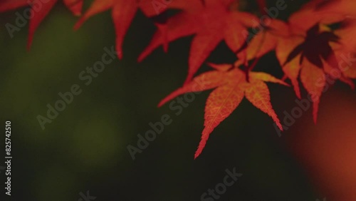 This is a beautiful scene of fresh green maple leaves captured in a serene location in Kyoto. photo