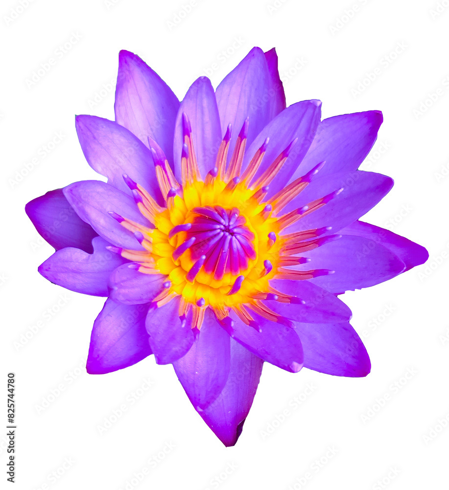 Fototapeta premium water lily