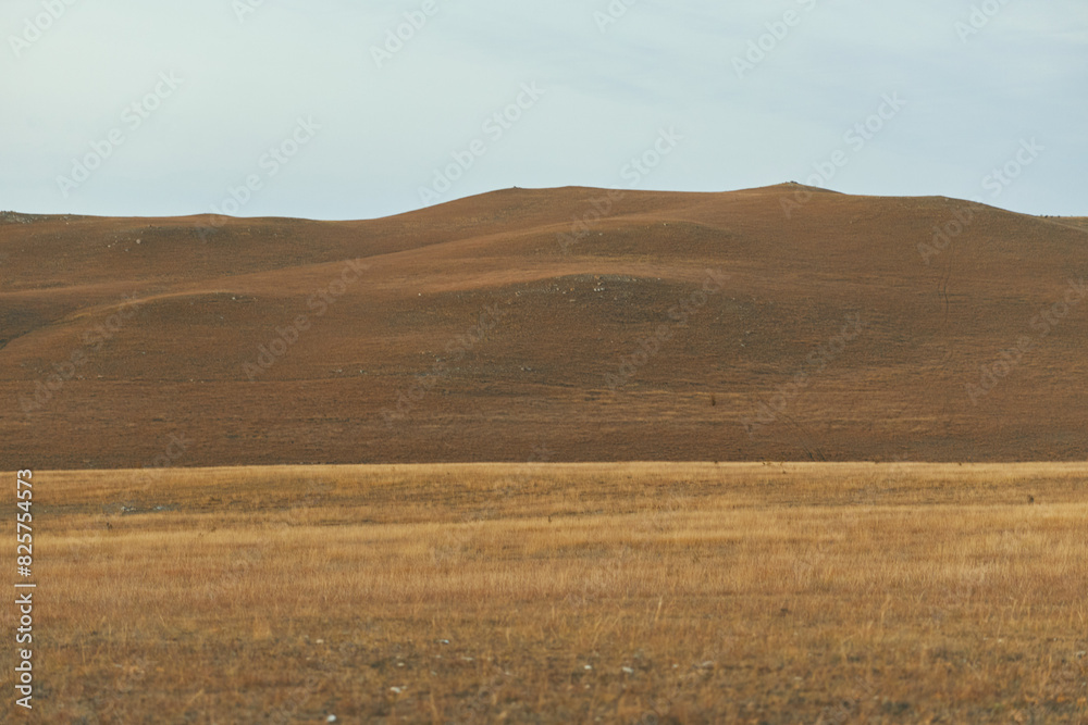 Obraz premium Idyllic countryside landscape with grazing herd of cattle, rolling hills, and cloudy sky