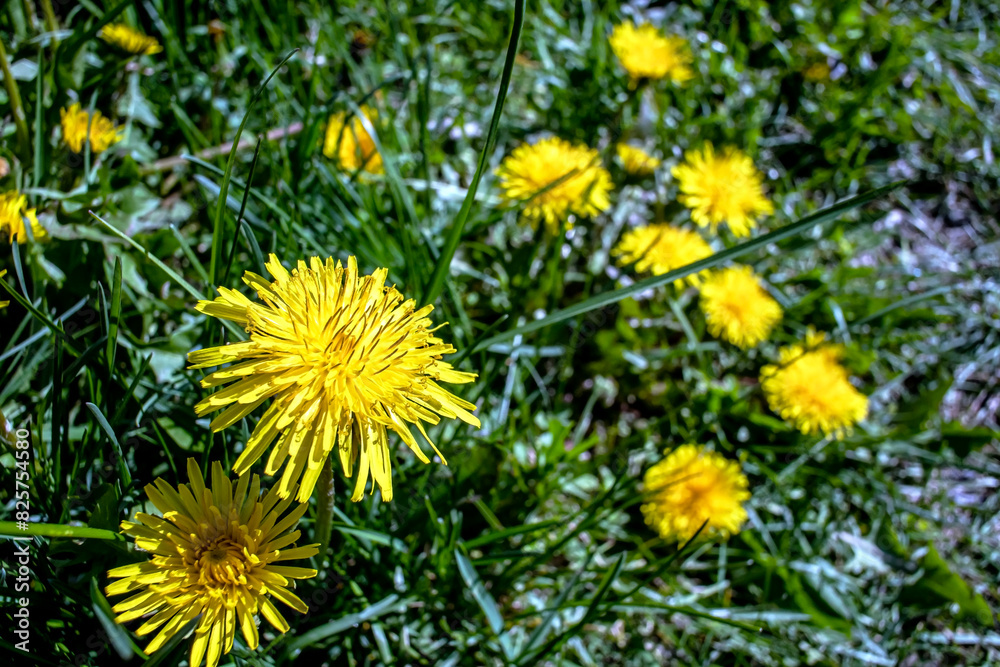 Fototapeta premium bright yellow blooming dandelions on a green natural background