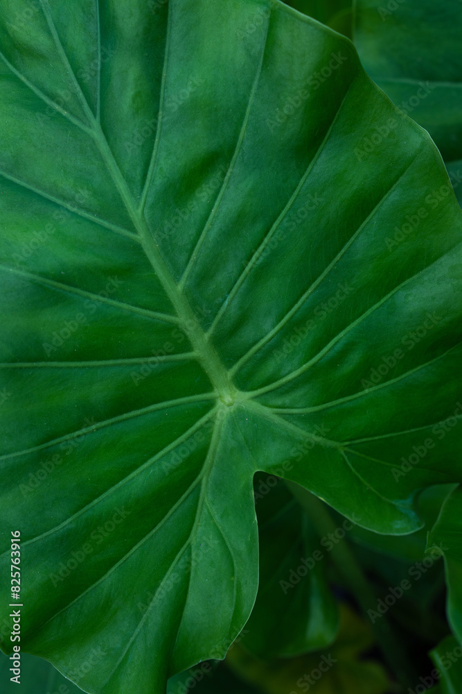 Fototapeta premium green leaf texture, dark green foliage nature background, tropical leaf