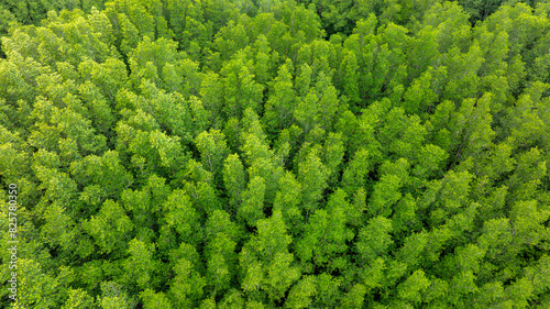 aerial view of dark green forest Abundant natural ecosystems of rainforest. Concept of nature forest preservation and reforestation 