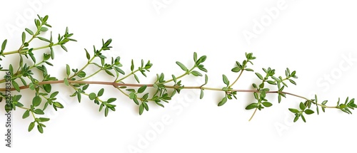 Thyme sprig with empty copyspace, isolated on white background © 220 AI Studio