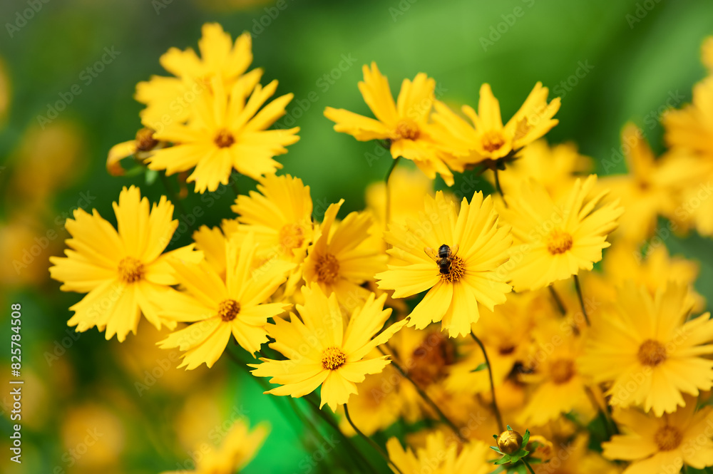Nature background with spring flowers. Selective and soft focus. Close up.
Nature background with spring flowers. Selective and soft focus. Close up.
