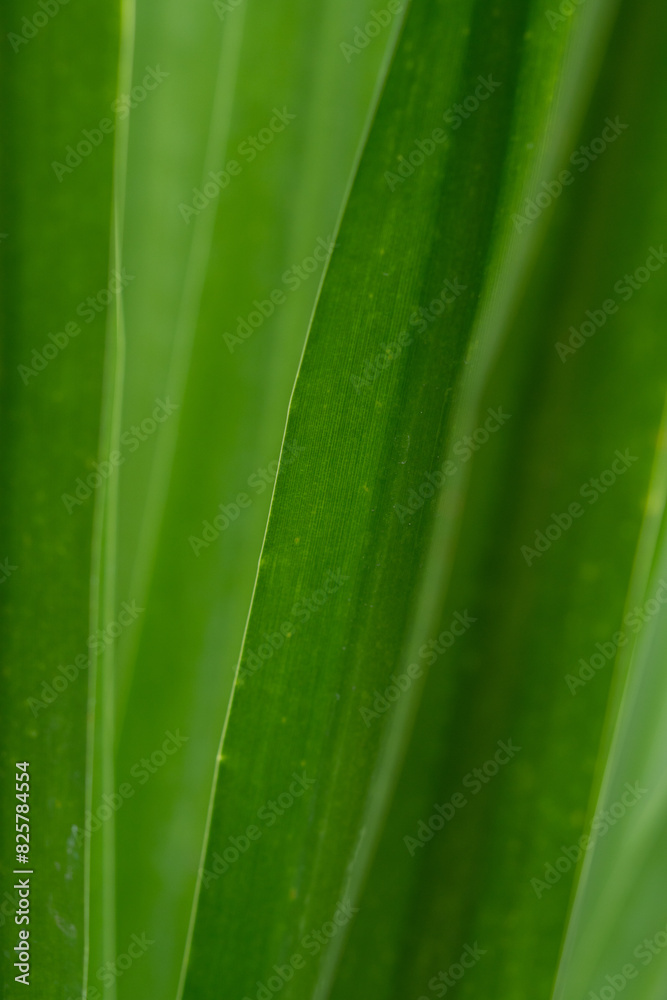 Close up view of fresh green palm leaf pattern