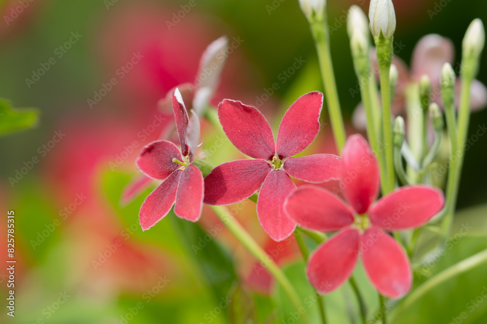 Close up view of quisqualis indica flower also known as rangoon creeper or chinese honeysuckle